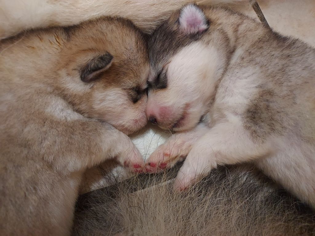 chiot Alaskan Malamute From White Mountain Lapland