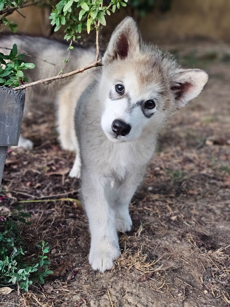 From White Mountain Lapland - Chiot disponible  - Alaskan Malamute