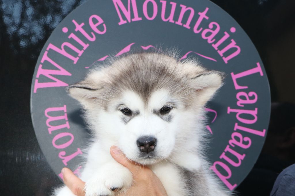 chiot Alaskan Malamute From White Mountain Lapland