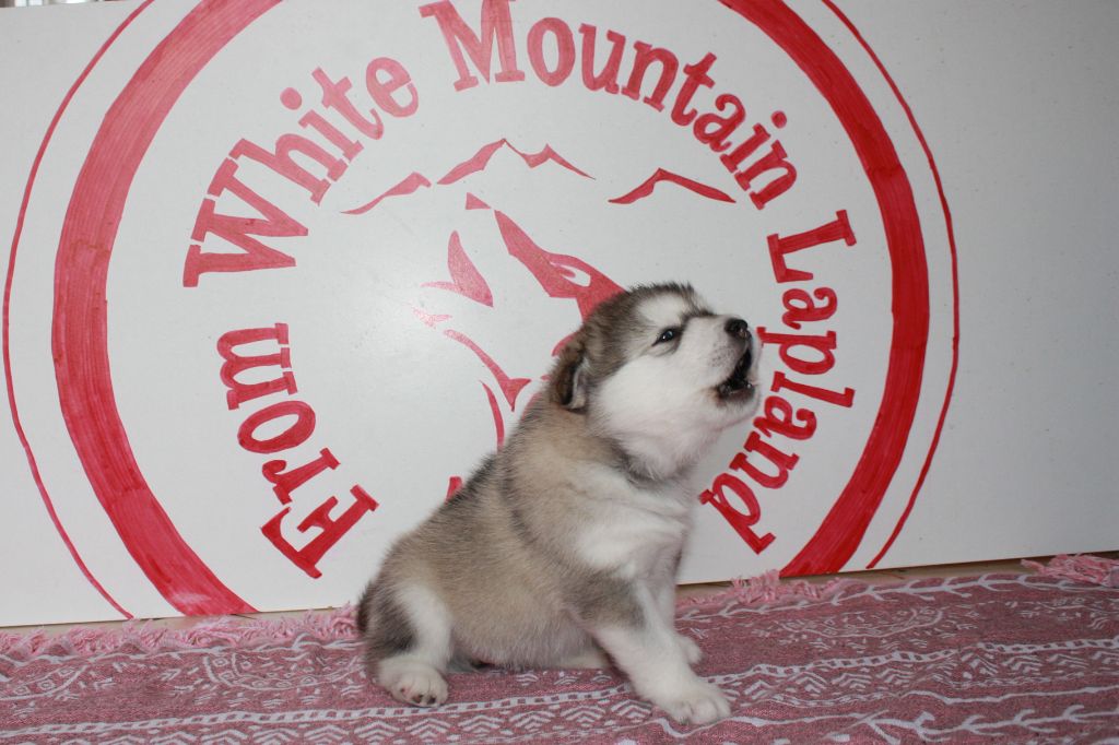 chiot Alaskan Malamute From White Mountain Lapland