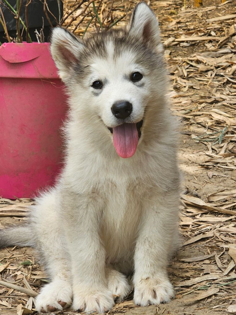 From White Mountain Lapland - Chiot disponible  - Alaskan Malamute