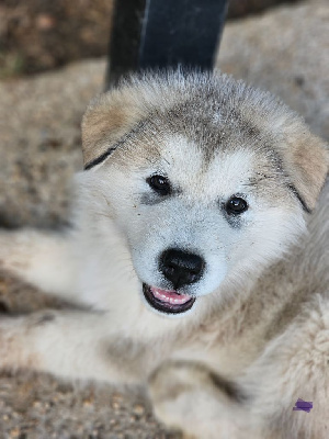 From White Mountain Lapland - Alaskan Malamute - Portée née le 27/06/2024