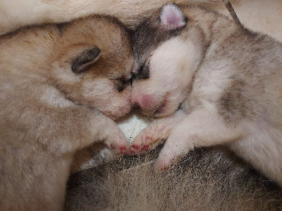 From White Mountain Lapland - Alaskan Malamute - Portée née le 17/06/2024