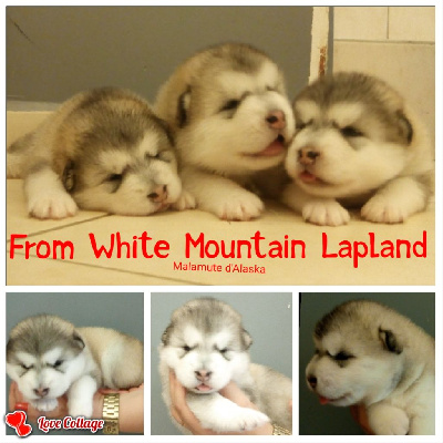 From White Mountain Lapland - Alaskan Malamute - Portée née le 24/04/2023