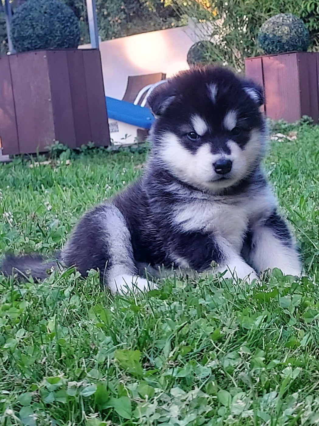 PLUS QU'UN SEUL CHIOT DE DISPONIBLE !!!