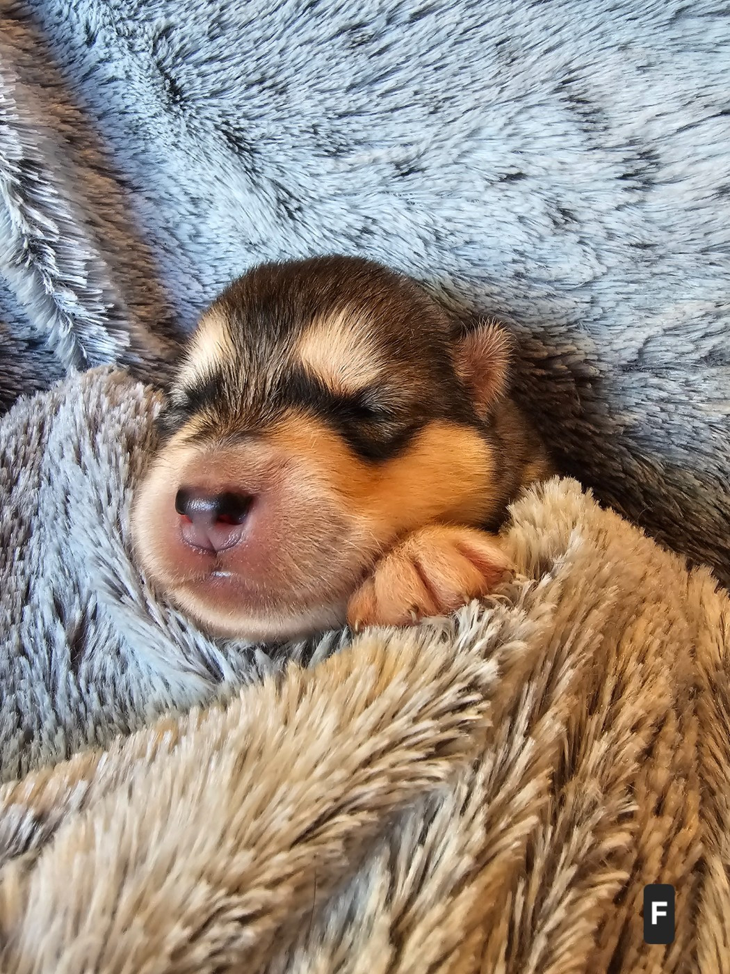 From White Mountain Lapland - Chiots disponibles - Alaskan Malamute