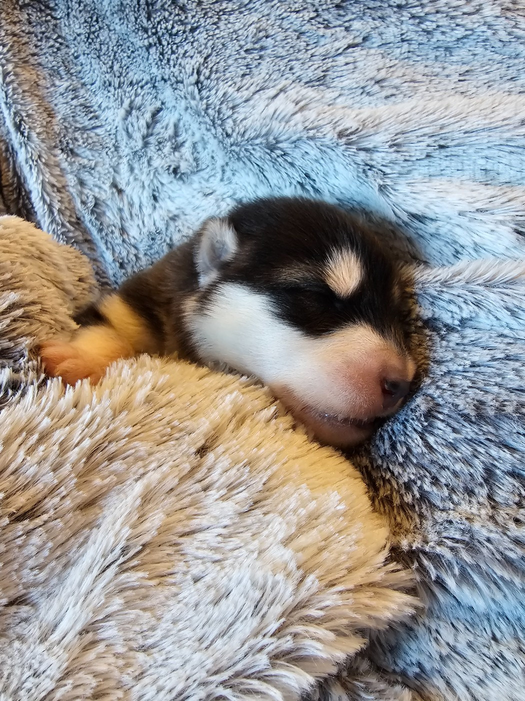 From White Mountain Lapland - Chiots disponibles - Alaskan Malamute