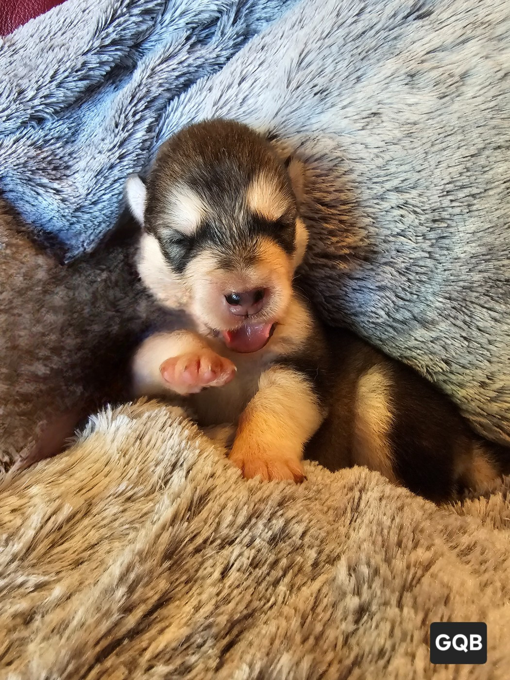 From White Mountain Lapland - Chiots disponibles - Alaskan Malamute