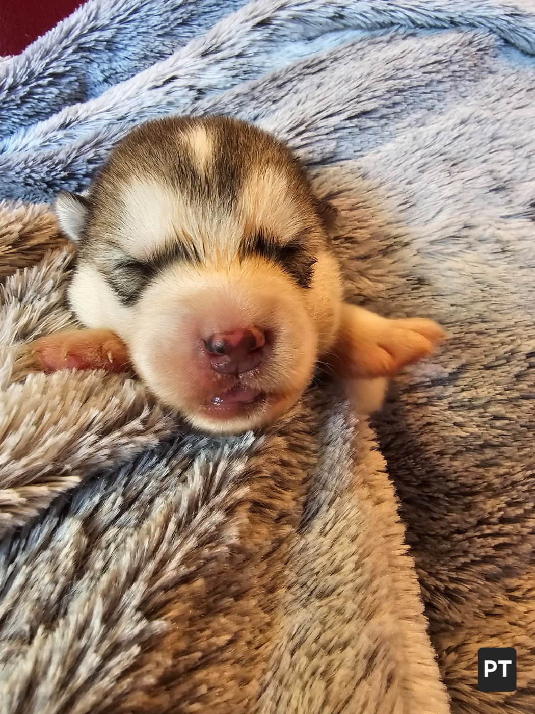 From White Mountain Lapland - Chiots disponibles - Alaskan Malamute
