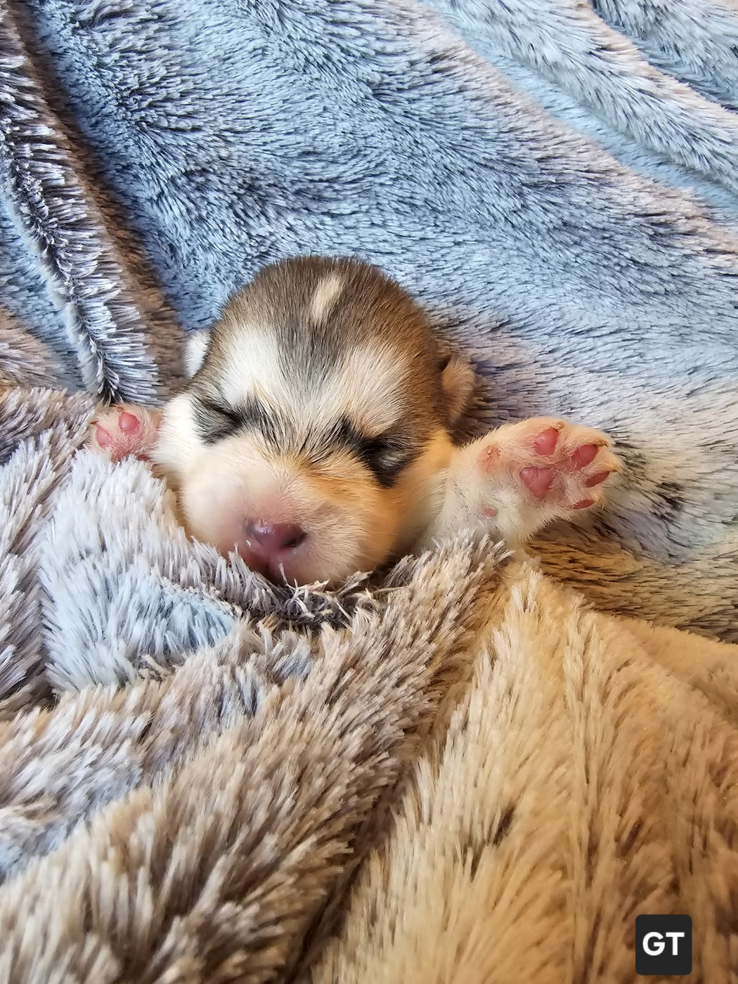 From White Mountain Lapland - Chiots disponibles - Alaskan Malamute