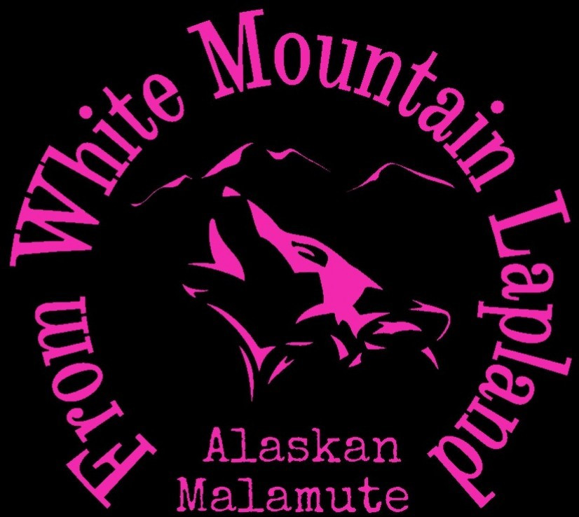 Chiot Alaskan Malamute From White Mountain Lapland