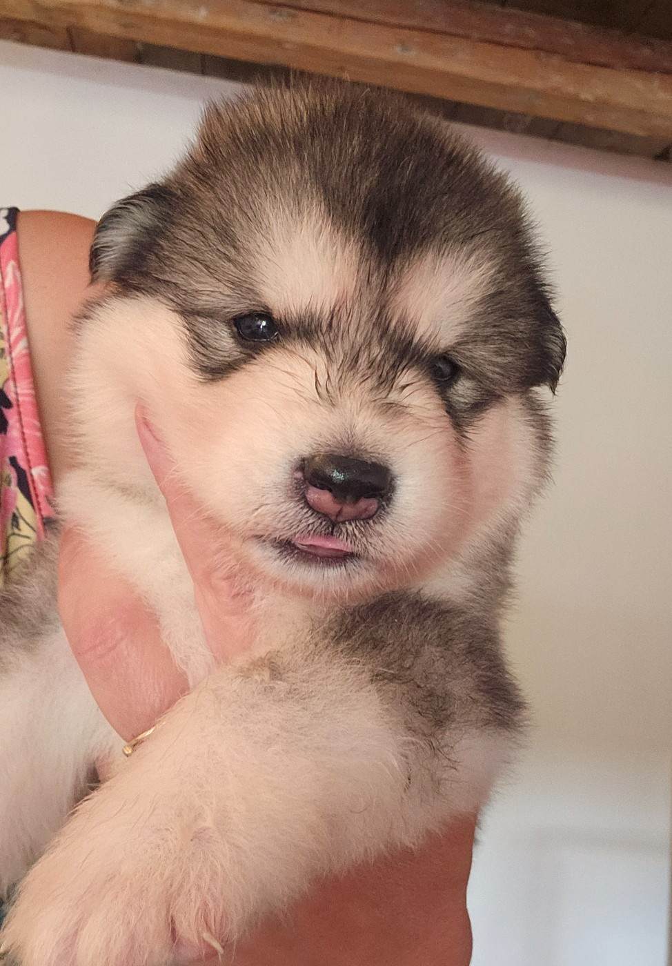 From White Mountain Lapland - Chiots disponibles - Alaskan Malamute