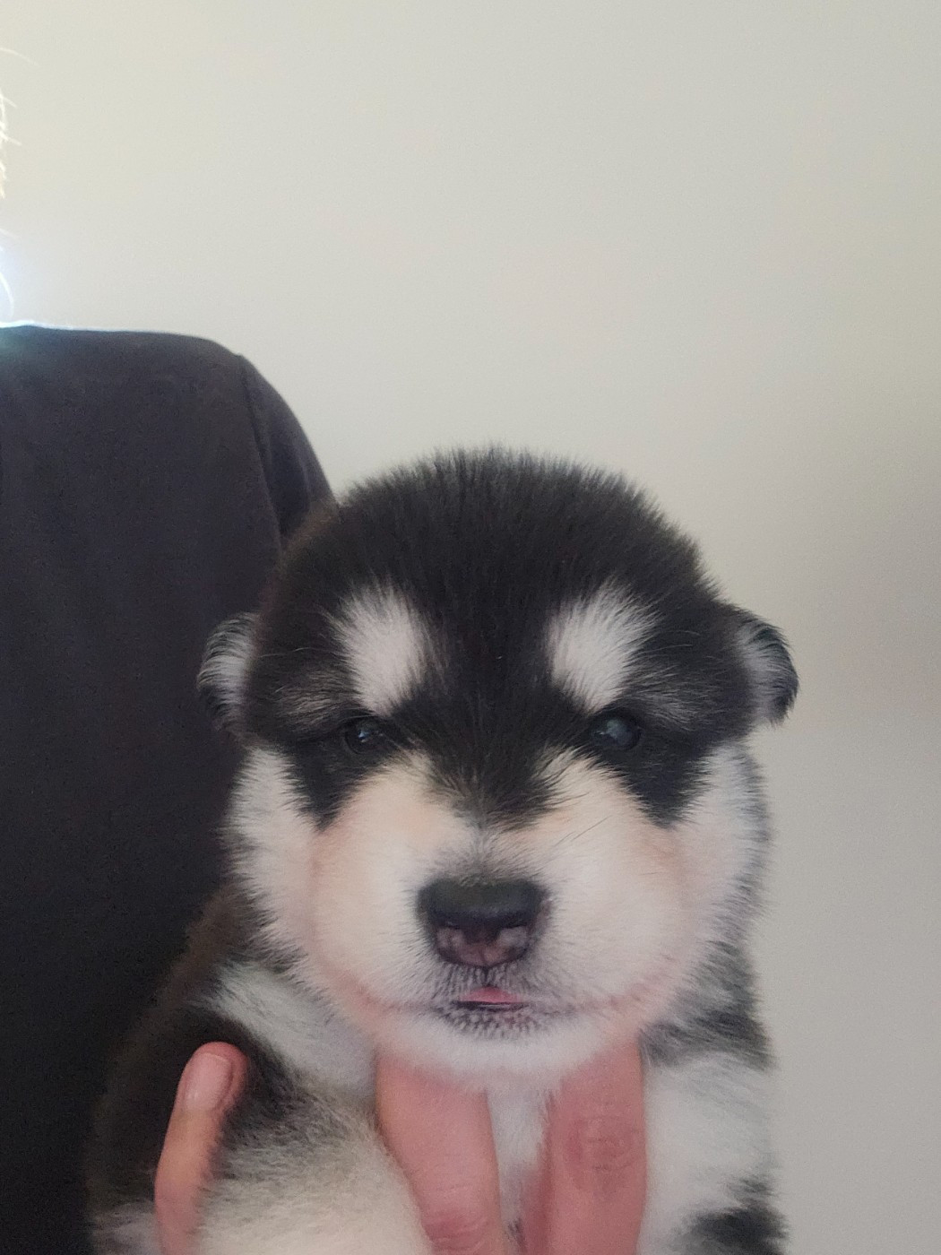 From White Mountain Lapland - Chiots disponibles - Alaskan Malamute