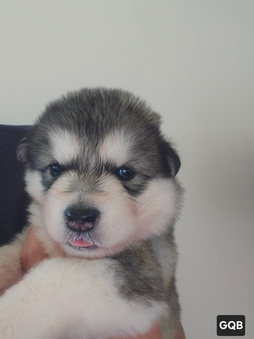 From White Mountain Lapland - Chiots disponibles - Alaskan Malamute