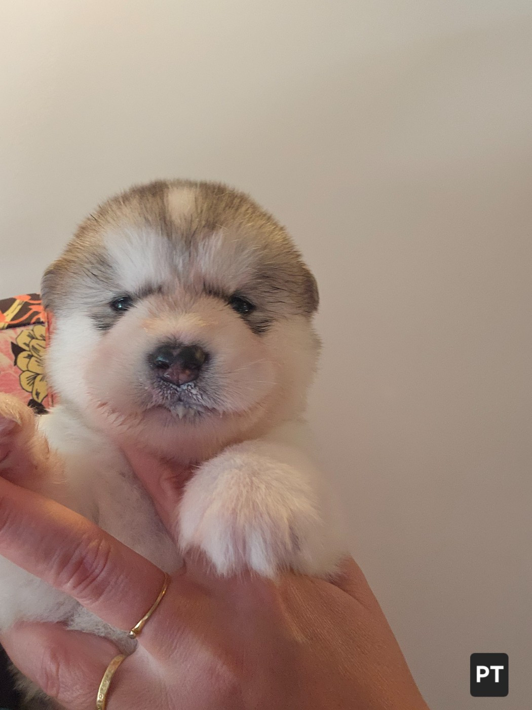 From White Mountain Lapland - Chiots disponibles - Alaskan Malamute