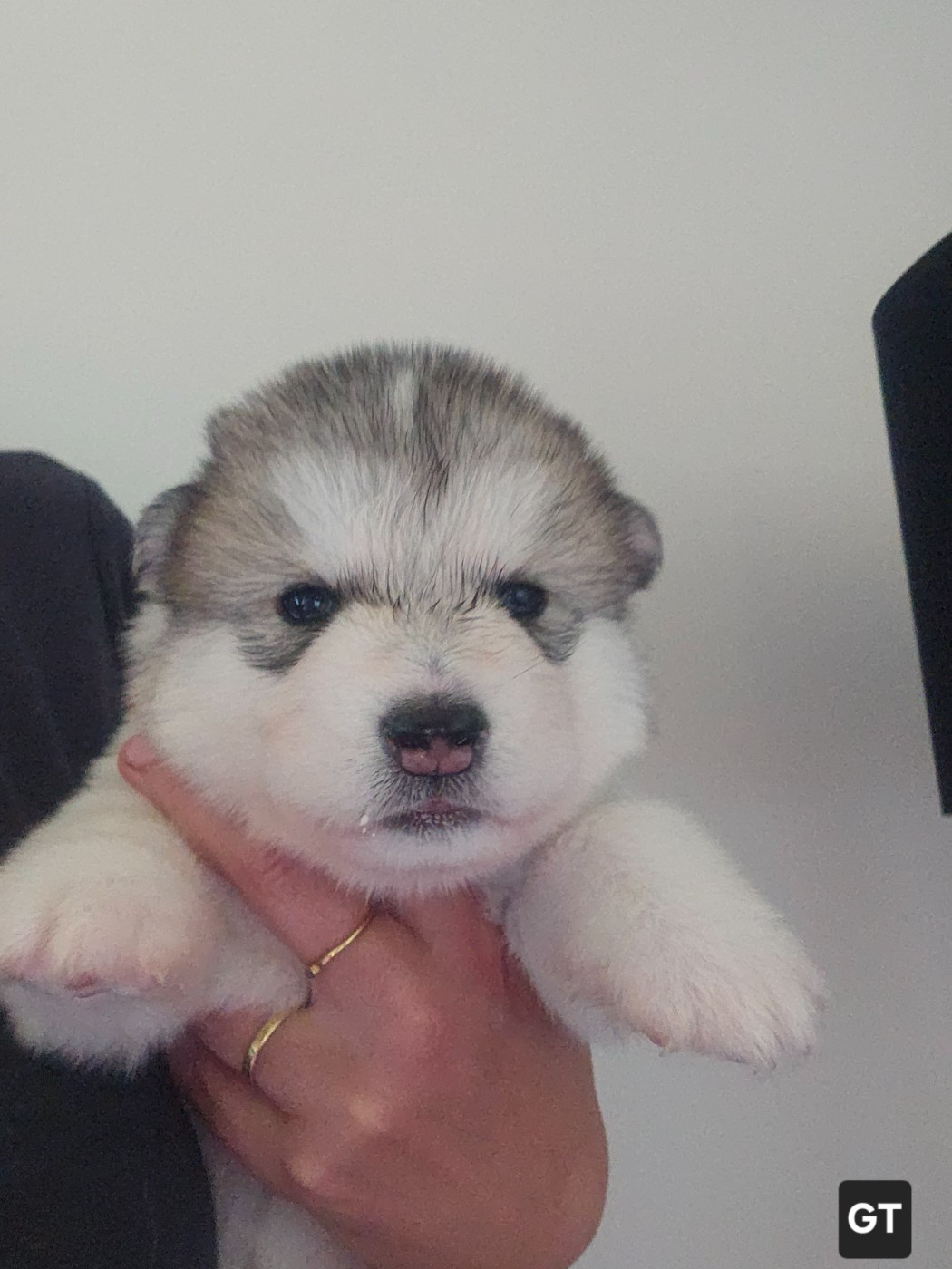 From White Mountain Lapland - Chiots disponibles - Alaskan Malamute