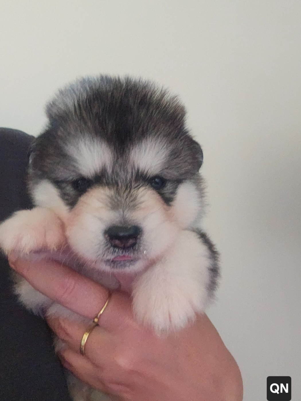 From White Mountain Lapland - Chiots disponibles - Alaskan Malamute
