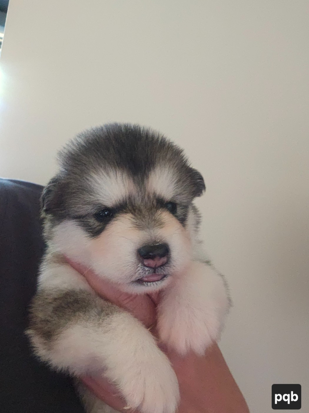 From White Mountain Lapland - Chiots disponibles - Alaskan Malamute