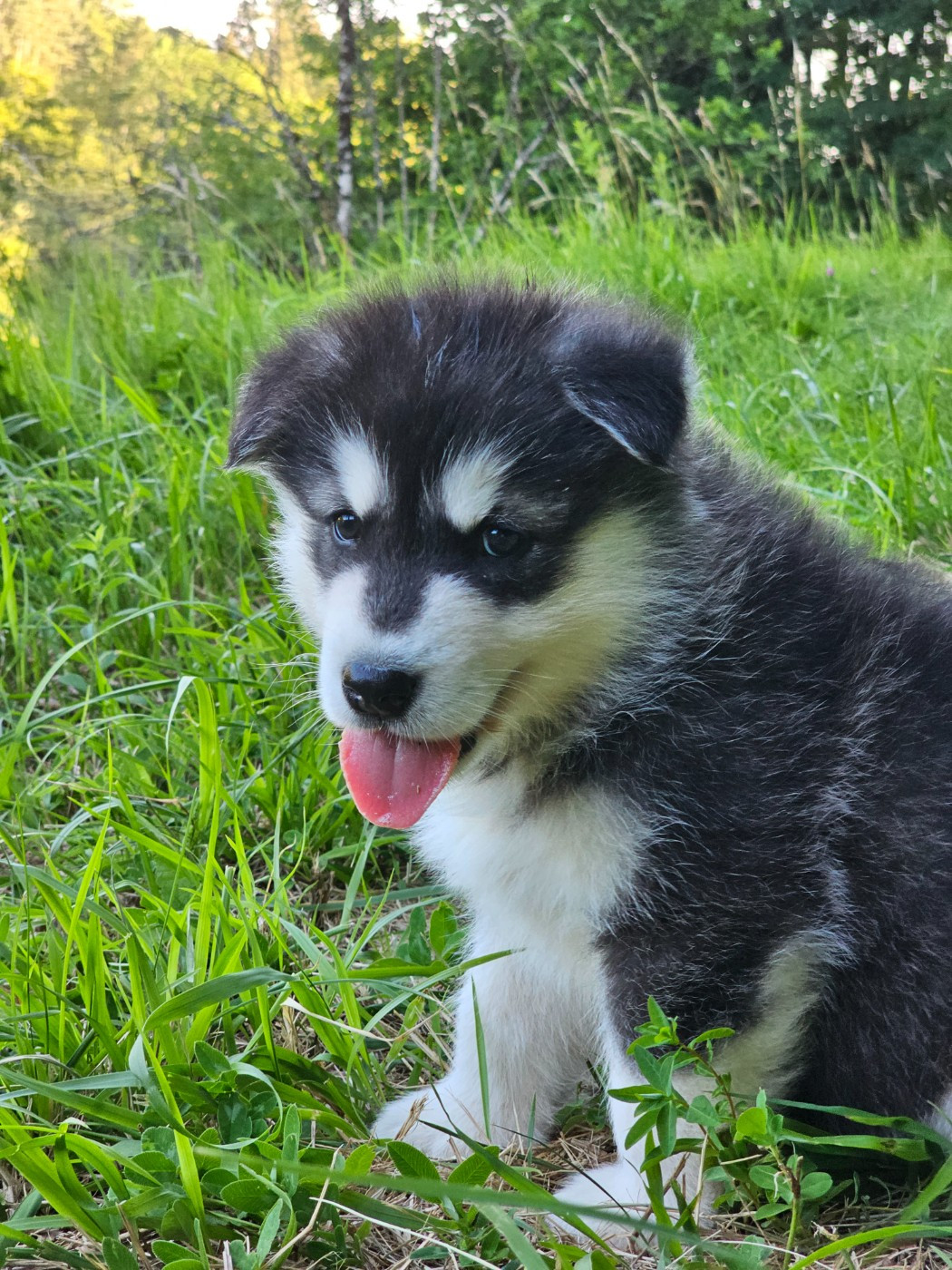 From White Mountain Lapland - Chiots disponibles - Alaskan Malamute