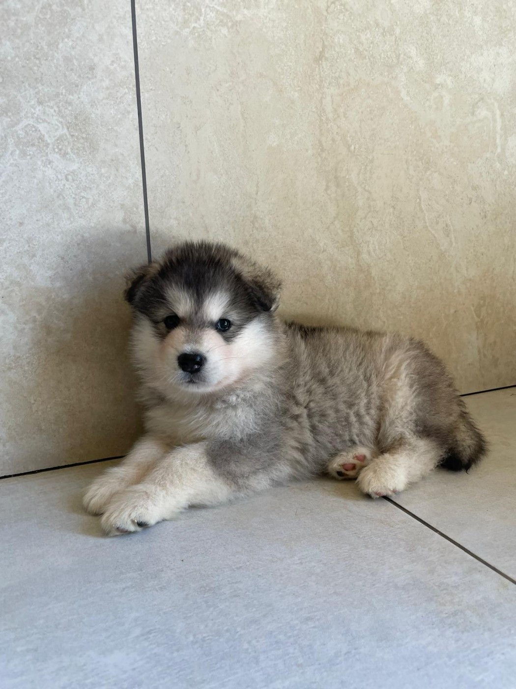 From White Mountain Lapland - Chiots disponibles - Alaskan Malamute