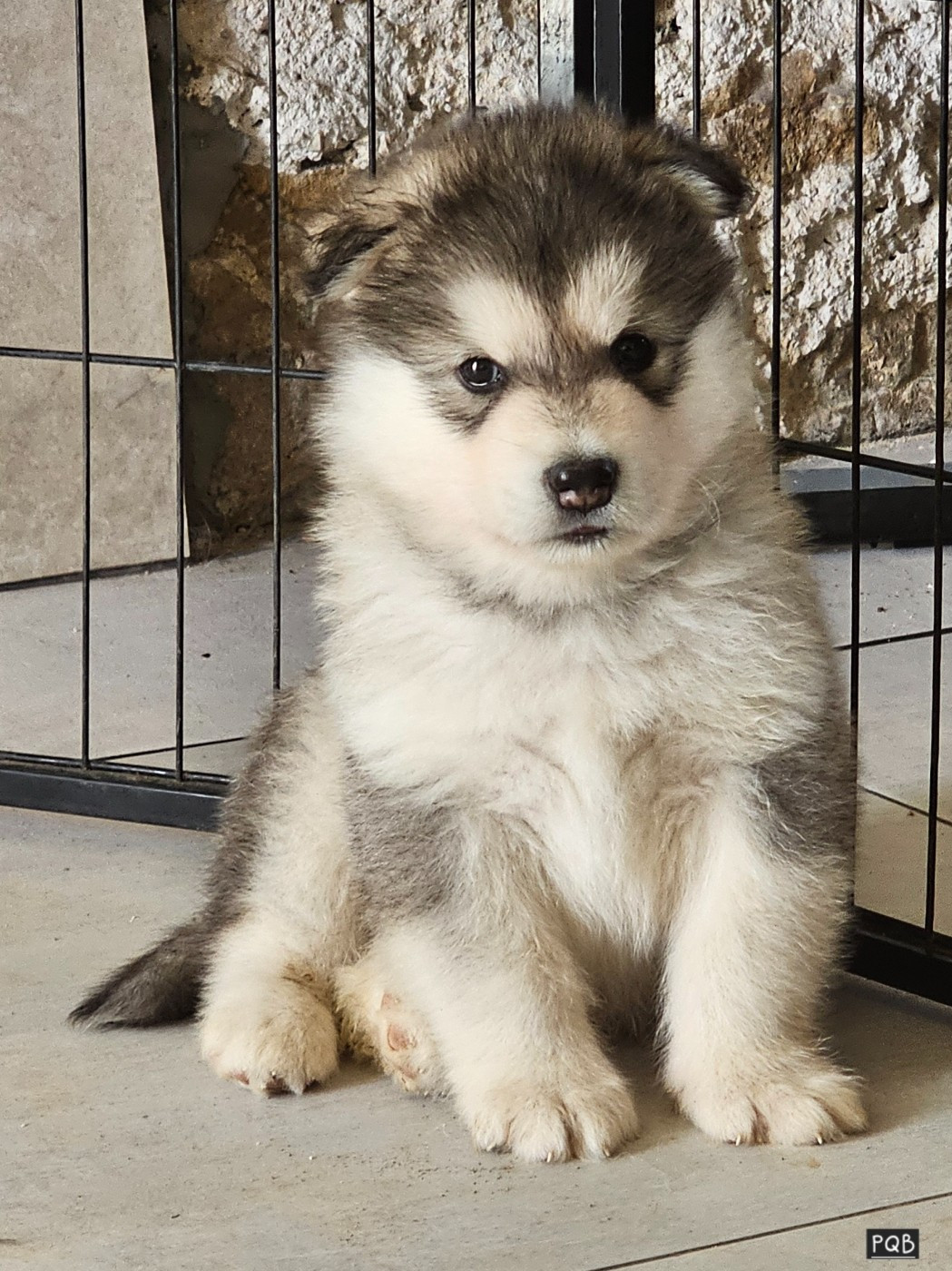 From White Mountain Lapland - Chiots disponibles - Alaskan Malamute