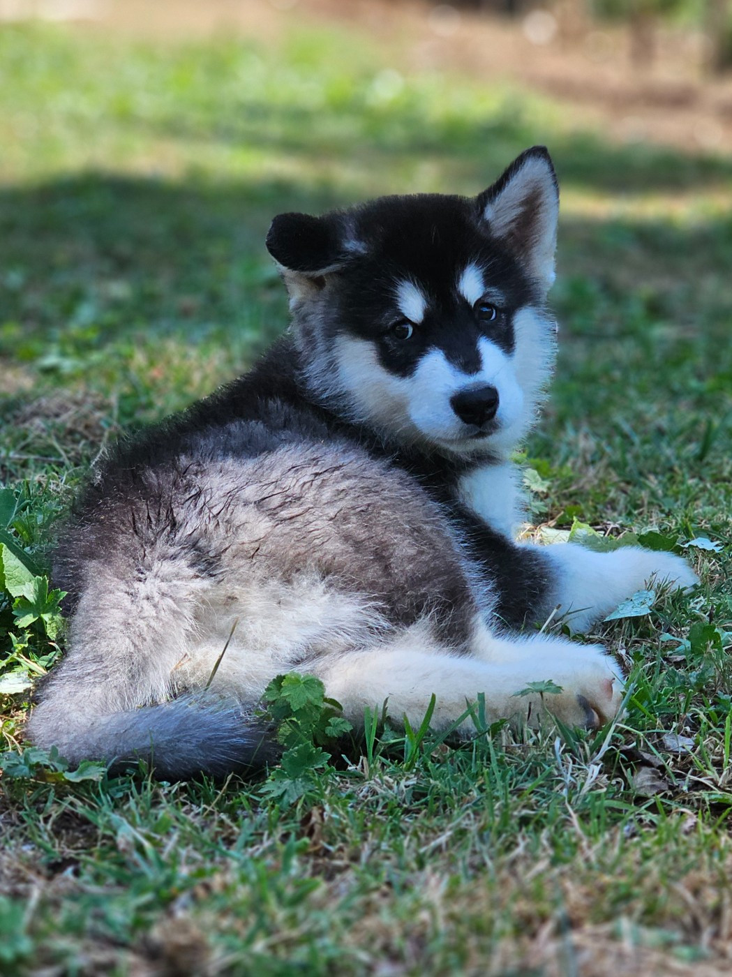 From White Mountain Lapland - Chiots disponibles - Alaskan Malamute