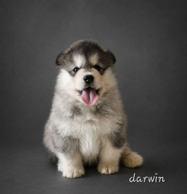 CHIOT 6