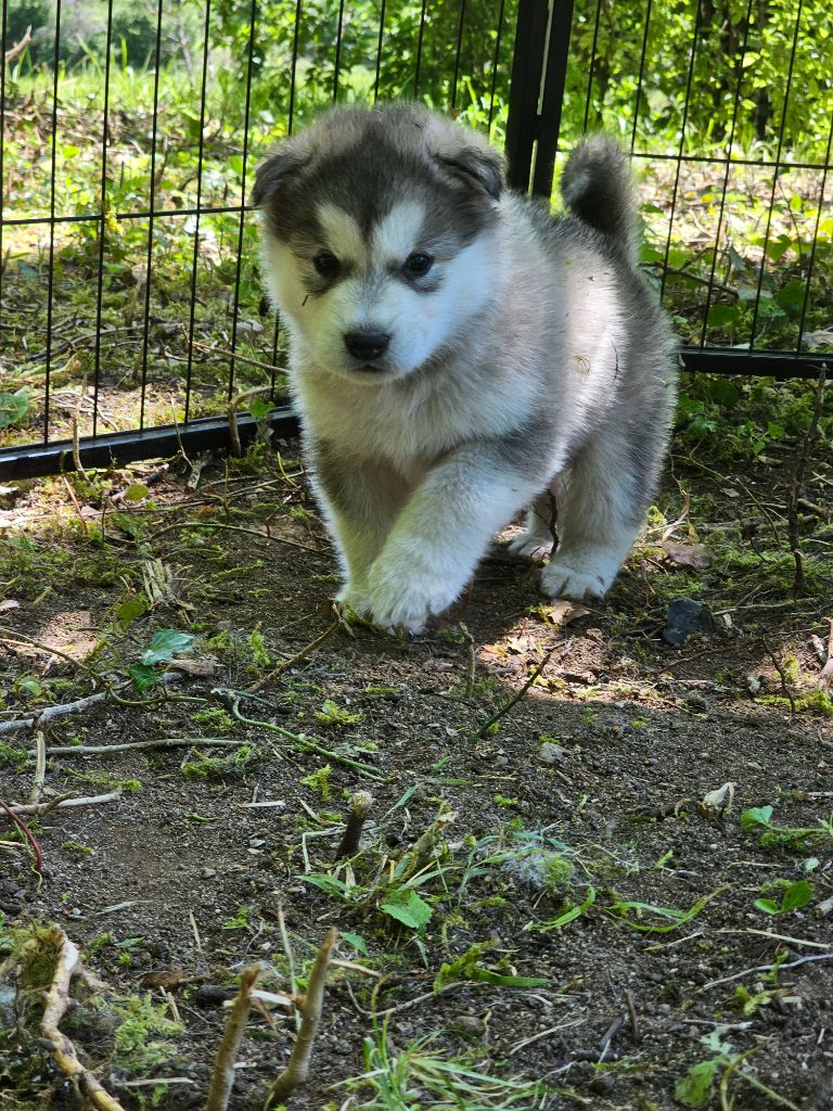 From White Mountain Lapland - Alaskan Malamute - Portée née le 17/04/2025